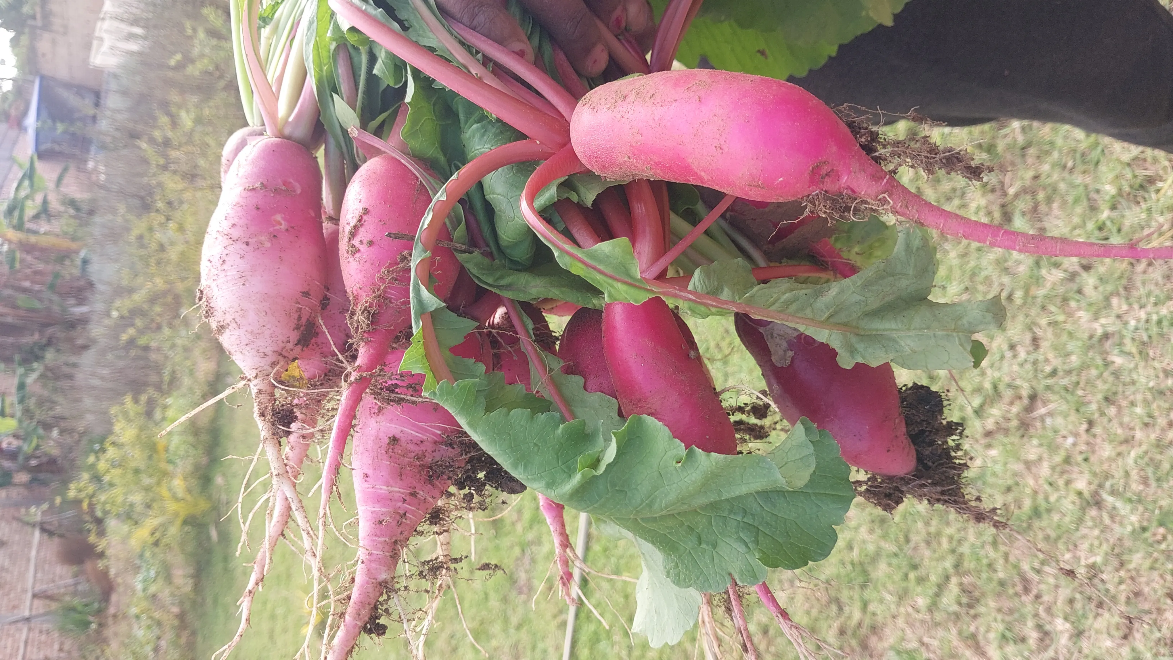 Produits agroécologiques de la ferme Sahan'Aina